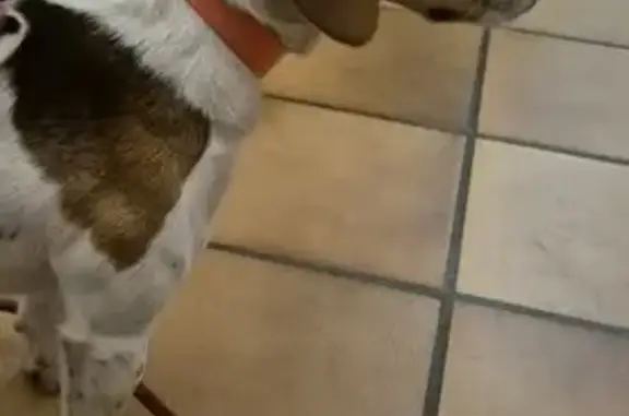 Chien trouvé Aiguefonde, photo: Beagle femelle trouvée à Aiguefonde