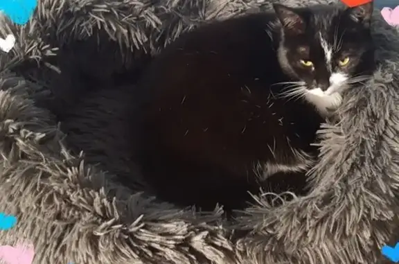 Chatte noire et blanche perdue à Escoville - photo