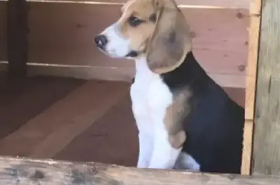 Chien perdu , photo : Beagle tricolore perdu à Villesèque
