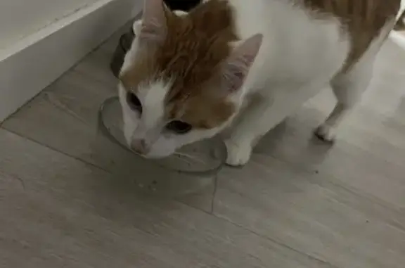 Chat roux et blanc trouvé à Laval - photo
