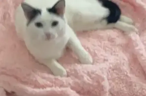 Chat perdu : Mascotte, très câlin, Bayonne - photo