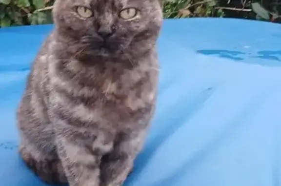 Chatte grise trouvée, stérilisée, L'Aiguillon - photo