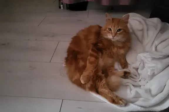 Chat perdu, , photo: Chat roux perdu le 23/12 à L'Éguille