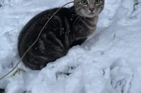 Chat perdu, Saint-Leu-la-Forêt, photo: Chat gris 7 mois perdu, collier rouge