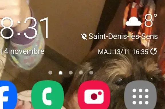 Chien perdu , photo : Chien perdu : Tino, teckel 16 ans, sourd
