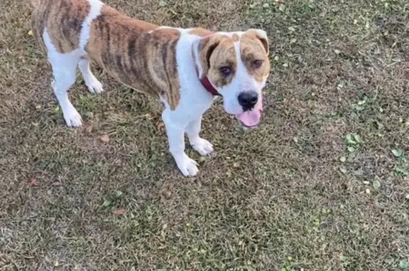 Found Sweetheart Dog on N. Kimbrel Ave