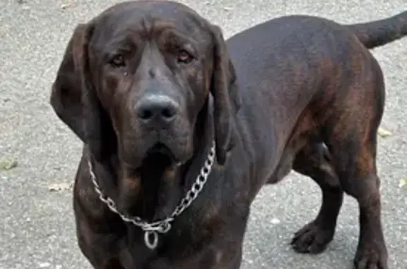 Chien perdu Marquefave, photo : Chien mâle bringé perdu à Marquefave