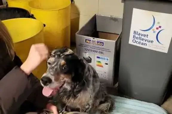 Chien trouvé , photo: Chienne setter trouvée entre Plouhinec et Merlevenez