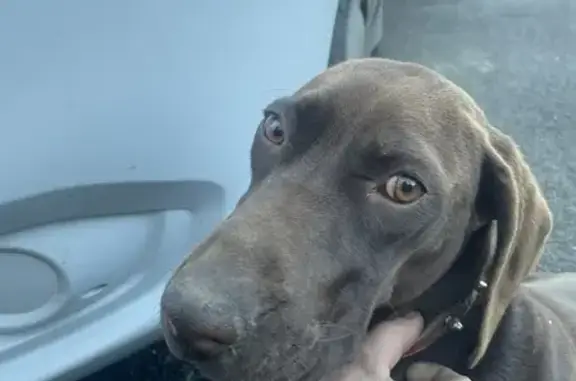 Chien Braque Allemand trouvé à Angoulême - photo