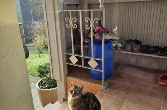 Chat tigré sociable trouvé à Limoges - photo