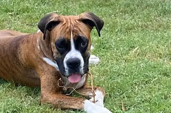 Boxer fauve disparue à Puget-sur-Argens - photo