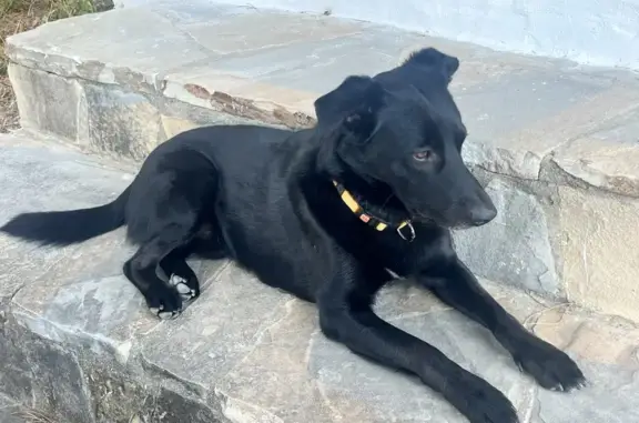 Perro Perdido en Estepona: Oddi, 3 Años