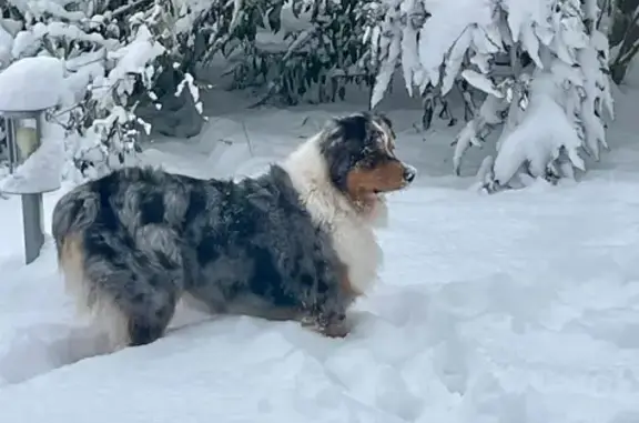 Chien perdu Champagney, photo : Chienne épileptique perdue à Champagney