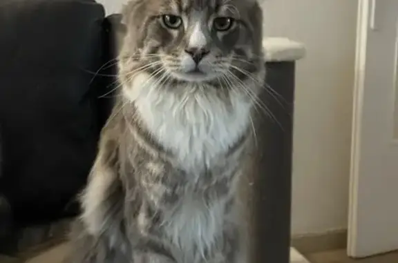 Animaux perdus Martigues, photo: Chat perdu le 24/12, Martigues