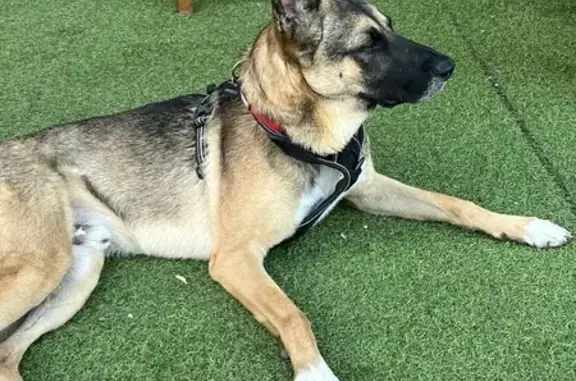 Chien perdu Tulle, photo : Chien perdu à Tulle, Boulevard Marquisat