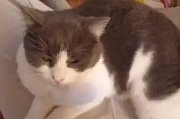 Chat perdu : blanc et gris, collier rouge - photo
