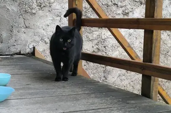Chatounette noire trouvée à Charmes-la-Côte - photo