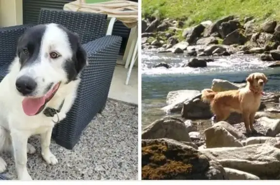 Chien perdu , photo : Chiens disparus à Arrens-Marsous