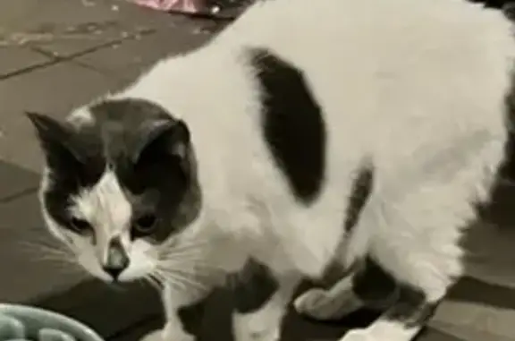 Lost White & Grey Cat - Milligan St, Perth