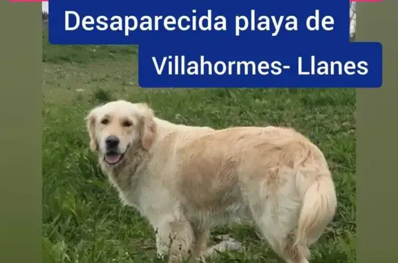 ¡Ayúdanos a encontrar a Lima, Golden Retriever perdida en Llanes!