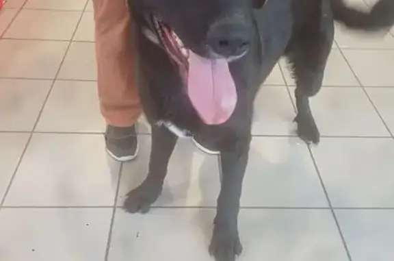Chien trouvé Saint-Georges-sur-Baulche, photo: Chien noir trouvé à Montmercy