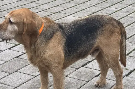Chien errant trouvé à Pléneuf-Val-André - photo