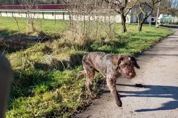 Chien trouvé , photo: Griffon peureux trouvé à Badménil-aux-Bois