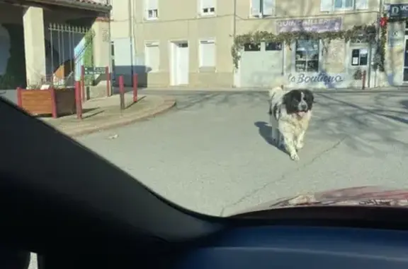 Chien trouvé Montmeyran, photo: Chien errant Avenue du Vercors, Montmeyran