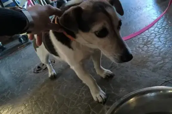 Jack Russel tricolore trouvé à Saône - photo