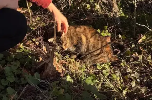 Chat sociable trouvé à Molsheim - photo