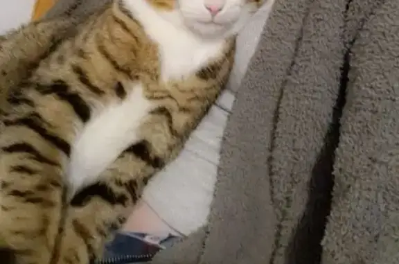 Animaux perdus , photo: Chat tigré mâle perdu à Saint-Parres