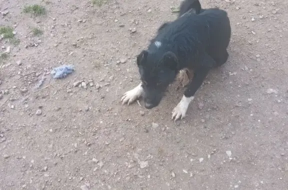 Chien noir et blanc trouvé à Saint-Didier - photo