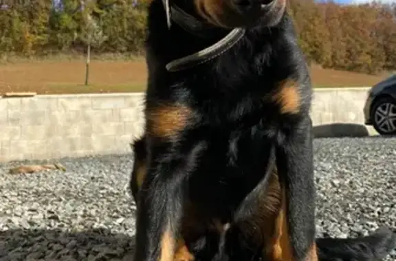 Chien perdu , photo : Beauceron 6 mois perdu à Lamillarié