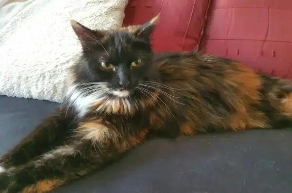 Animaux perdus La Seyne-sur-Mer, photo: Chatte 3 couleurs perdue à La Seyne-sur-Mer
