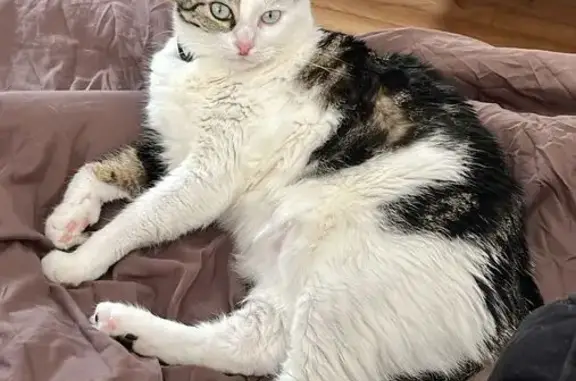 Chat perdu, Savenay, photo: Chatte tigrée perdue à Savenay