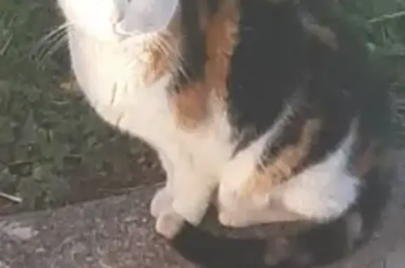 Chat tricolore trouvé à La Crau - photo
