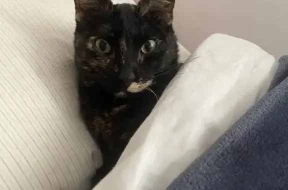 Gatos perdidos, , foto: Se busca: Gata Betty, cariñosa y habladora