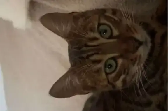 Chatte Bengale disparue à Beaussais-sur-Mer - photo