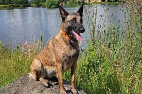 Chienne malinoise perdue, 4 ans, Le Mené - photo