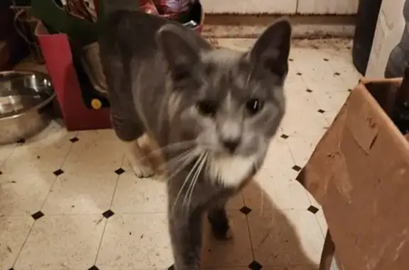 Friendly Gray Cat Found on E. Washington