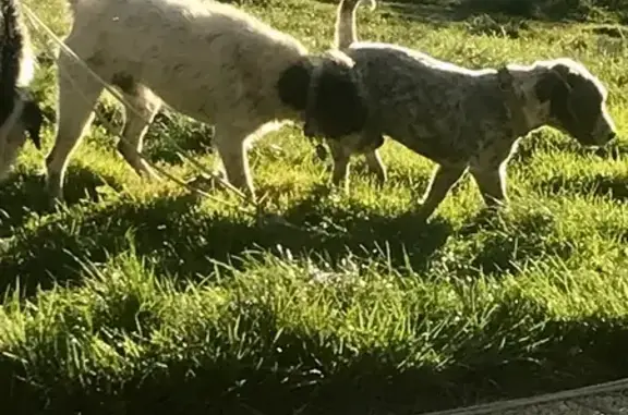 Animaux perdus , photo: Chiens perdus à Marcieu depuis le 25/12