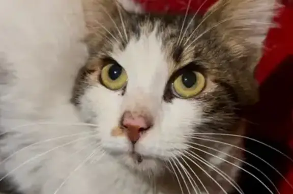 Chat mâle trouvé à Roncq, très maigre - photo