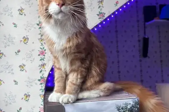 Chat roux et blanc perdu à Kergrist - photo