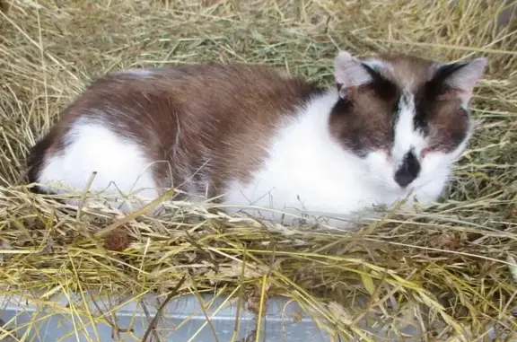 Chat perdu, Voreppe, photo: Chatte tricolore disparue à Voreppe