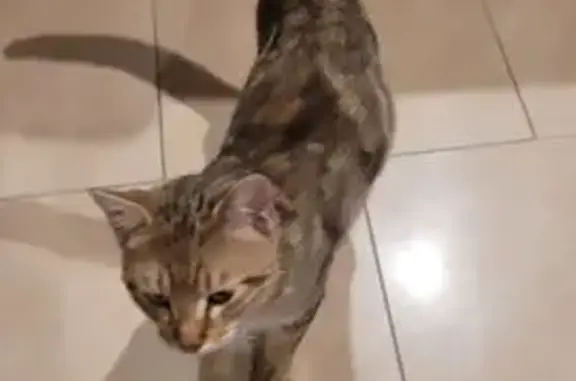 Chat trouvé Drusenheim, photo: Chat mâle tigré trouvé à Drusenheim