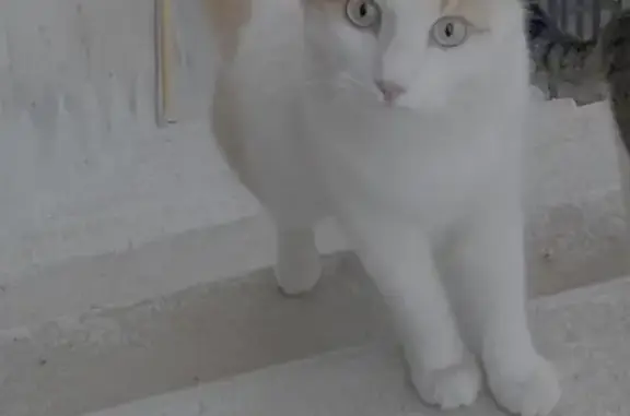 Chat mâle roux-blanc perdu à La Ciotat - photo