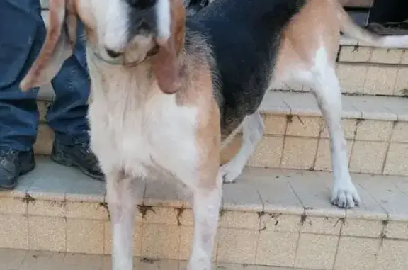 Beagle mâle trouvé Rue de la Cave, Ners - photo