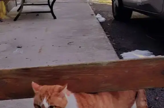 Chat européen cherche refuge à Cruseilles - photo