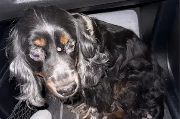 Chien trouvé Bréval, photo: Chienne aveugle trouvée à Bréval