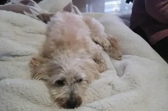 ¡Ayuda! Perro French blanco pe...